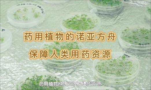 它是药用植物的诺亚方舟，即使面对“天灾人祸”，也不怕药没了