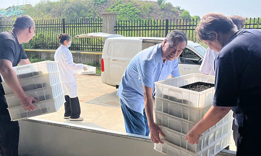 振兴国家种业，BBIN宝盈集团红薯种苗正式转向大田